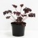 Heichera hybrid binosh, C2 pot, H10-50 height, 1 pc, summer 2024