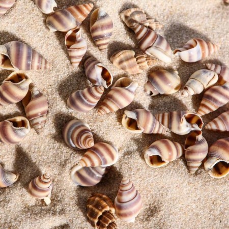 Set of shells, 1 - 2 cm, 100 g-1
