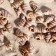Set of shells, 1 - 2 cm, 100 g