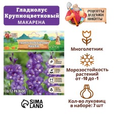 Гладиолус Крупноцветковый "Макарена", р-р 8/10, 7 шт,