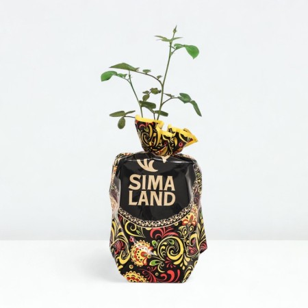 Seedling rose Annie Dyupre, Shrab-Rosa, pot 2 l., Summer 2024