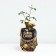 Seedling rose Annie Dyupre, Shrab-Rosa, pot 2 l., Summer 2024