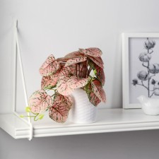 Bonsai in the pot 
