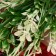 Bouquet "Flocus spread" 26 cm, white-green