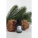 Natural essential oil of cedar, 8 ml