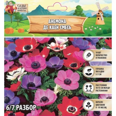 Anemona "de Kaen mixture", rr 6/7, 10 pcs, spring 2024