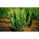 Barberry Tunberg Erekta, C2 pot, H10-50 height, 1 pc, summer 2024