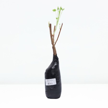 Currant Black traditional varieties "Black Pearl", Tuba, 1 pc, spring 2025-2