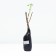 Currant Black traditional varieties "Black Pearl", Tuba, 1 pc, spring 2025