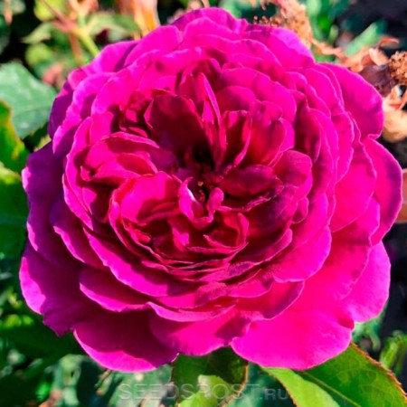 Floribunda Rosa seedling "Terra Nostra", Kustovaya, 1 pc, spring 2024