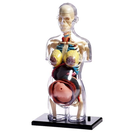 Set for experiments "Body structure", pregnant woman-11