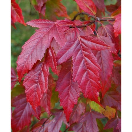 Ginnal maple, s3 pot, n40-60 height, 1 pc, summer 2024