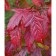 Ginnal maple, s3 pot, n40-60 height, 1 pc, summer 2024