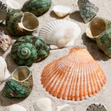 Set of shells, mix No. 2, 100 g