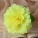 Artificial flowers "Sonata gloxinies" D-11 cm H-20 cm, yellow