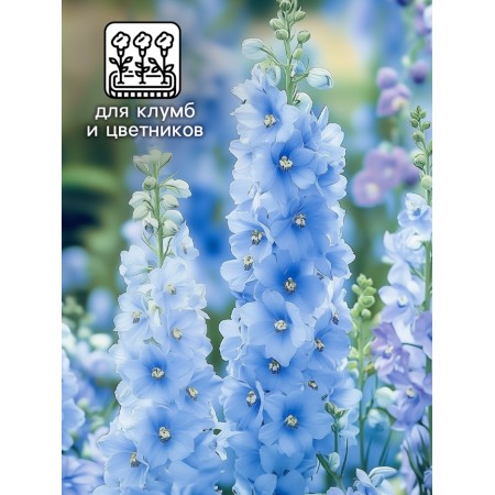 Flowers of the Dolphinium "Klia Spring", Blue, 0.05 g-2