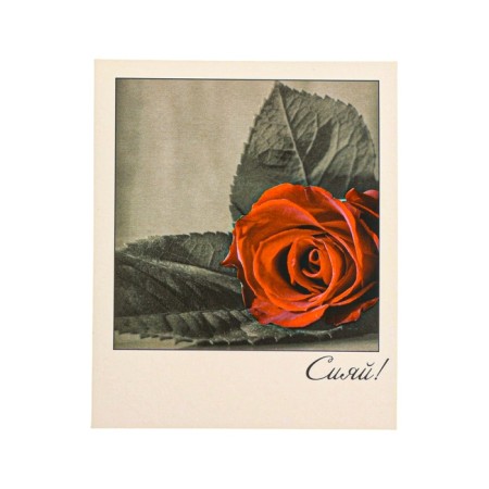 Mini-postcard "Shine!" red rose, 9 x 10.5 cm