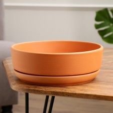 Pot of the Bonsai 