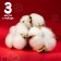 Dry flowers of cotton, set 3 pcs., Size 1 pc. 6 × 6 cm, white color