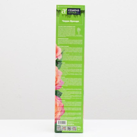 Cherry Brandy Rosa seedling, spring 2024, 1 pc.-1