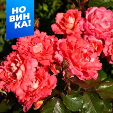 Rose Grandiflora Vaikiki