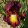 Iris bearded Rimfire, rr I, 1 pc, spring 2024