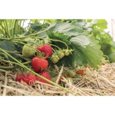 Strawberry Garden Symphony, P9 Pot, 1 pc, summer 2024