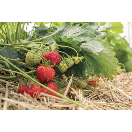 Strawberry Garden Symphony, P9 Pot, 1 pc, summer 2024