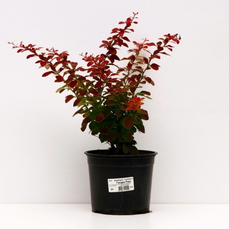 Barberry Tunberg Golden Ring, C2 pot, H10-50 height, 1 pc, summer 2024