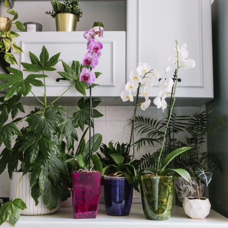 Pot for orchids, 2 l, 12.5 × 19.5 cm, plastic, transparent raspberry-3