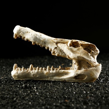 Decor for the Aquarium "Skull Crocodile", 13 x 5.5 x 6 cm-2