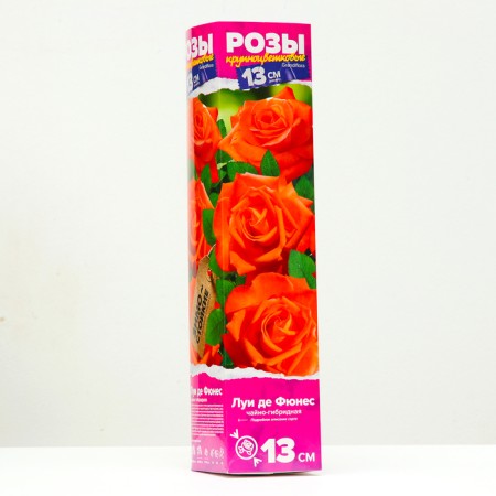 Seedling rose tea-hybrid Louis de Funes, 1 pc, spring 2024-1