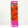 Seedling rose tea-hybrid Louis de Funes, 1 pc, spring 2024
