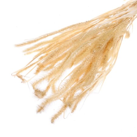 Sukhotzet "Shchetinnik", white, 30 - 50 g in packaging-2