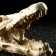 Decor for the Aquarium "Skull Crocodile", 13 x 5.5 x 6 cm