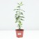 Flox panicular strawberry souffle, pot C2, 1 pc, summer 2024