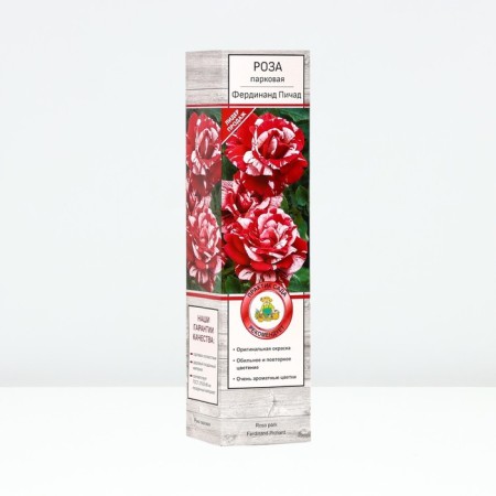 Seedling rose Parkovy "Ferdinand Pichad", tube, 1 pc, spring 2025