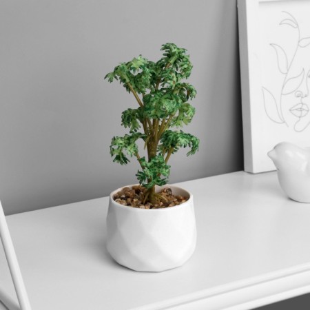 Bonsai in the pot "Maple Mini Lux" (soft sheet) 13x6 cm, mix-3