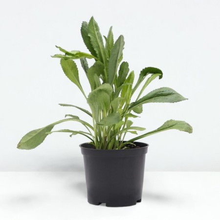 Nyvynik Krezie Daisy, pot C2, 1 pc, summer 2024-1