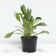 Nyvynik Krezie Daisy, pot C2, 1 pc, summer 2024