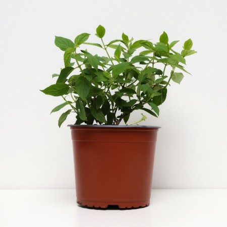 Hydrangea blizzard lamlaite, C3 pot, H10-50 height, 1 pc, summer 2024-1