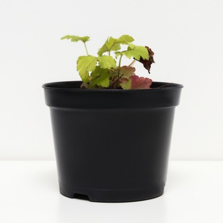 Gaichella Golden Zebra, C2 pot, H10-50 height, 1 pc, summer 2024-1