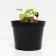 Gaichella Golden Zebra, C2 pot, H10-50 height, 1 pc, summer 2024