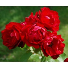 Rose Floribunda Lily Marlene, C3.5 pot, H25-45, 1 pc, summer 2024