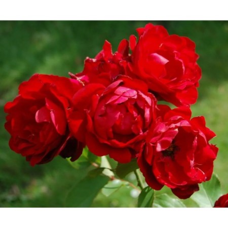 Rose Floribunda Lily Marlene, C3.5 pot, H25-45, 1 pc, summer 2024