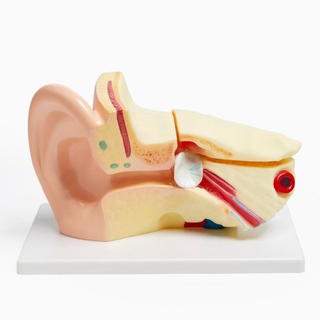 Ladder "Human Ear" 27*18cm-5