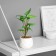Bonsai in the Pot "Singonium Lux" (soft sheet) 13x6 cm, mix