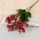 Bouquet "Pelargonium tuliper" 1.5x29 cm, mix