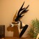 Panel wall "Gazelle" Albezia 30x20x40 cm