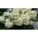 Hydrangea blizzard de Gorron dentel, C3 pot, H10-50 height, 1 pc, summer 2024